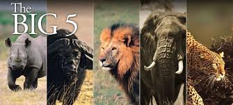 The Big Five: Where to Find Them in Uganda