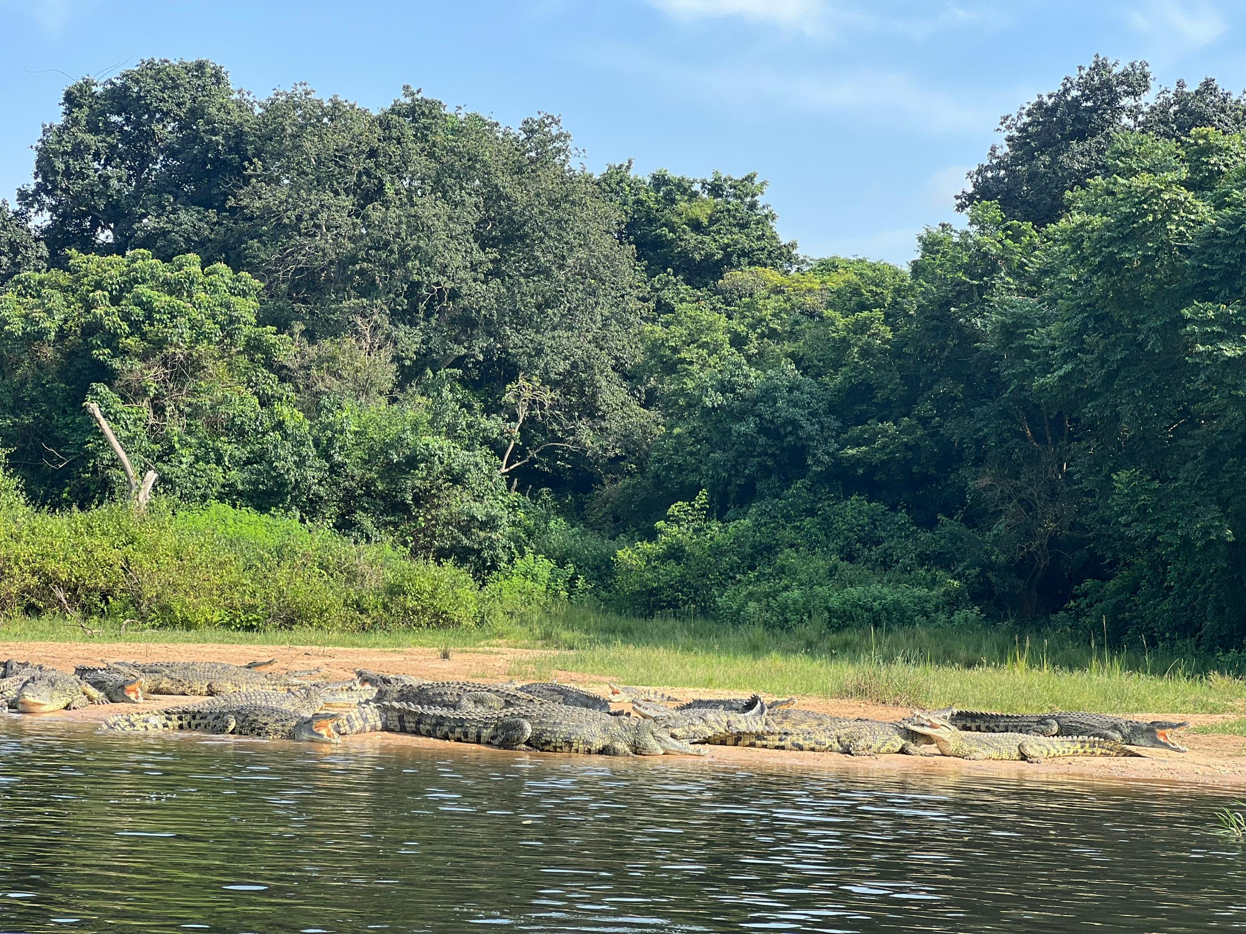 Crocodiles resting at the shore