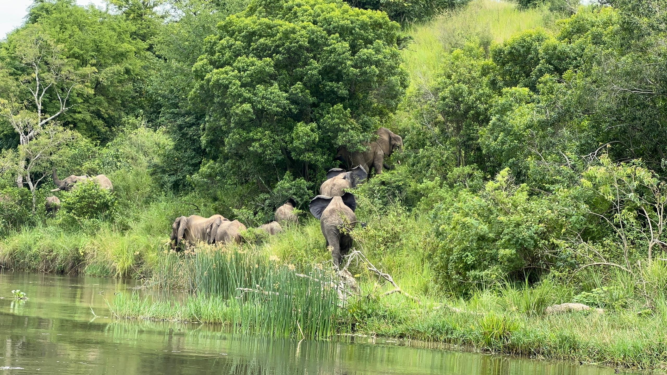 African Elephant Herd