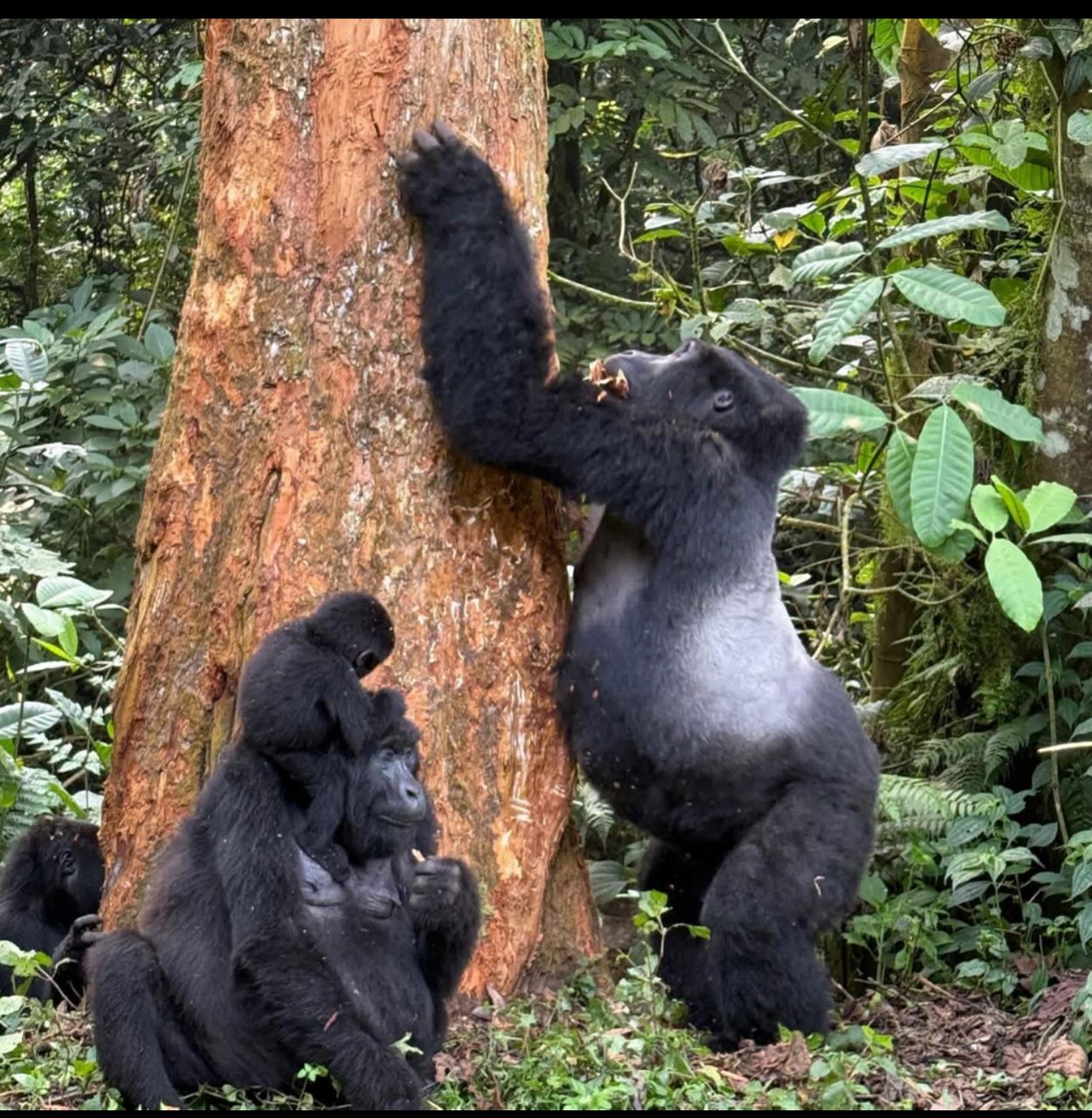 Mountain Gorilla Family