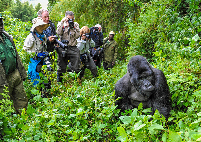 3-Day Gorilla Trekking Adventure